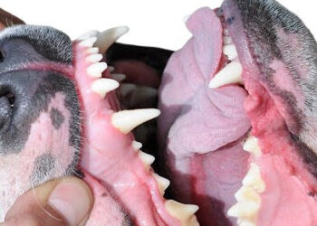 «La diatriba del perro», una obra que mira la violencia machista desde los victimarios, los tíos. Desde la masculinidad como inicio del conflicto 