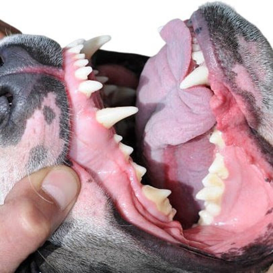 «La diatriba del perro», una obra que mira la violencia machista desde los victimarios, los tíos. Desde la masculinidad como inicio del conflicto 