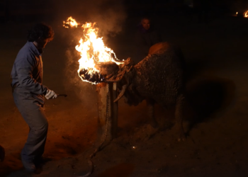 PACMA presenta alegaciones contra la declaración del Toro Júbilo como Bien de Interés Cultural