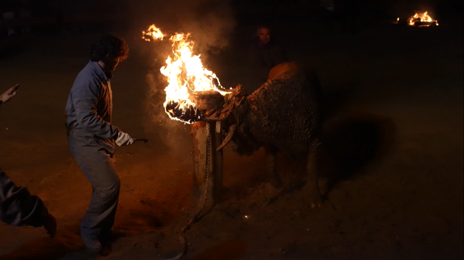 PACMA presenta alegaciones contra la declaración del Toro Júbilo como Bien de Interés Cultural