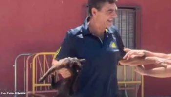 PACMA logra una condena de prisión por la muerte de un gato a pisotones en una venta de Sevilla