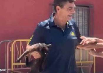 PACMA logra una condena de prisión por la muerte de un gato a pisotones en una venta de Sevilla