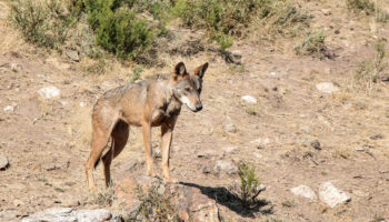 PACMA presentará queja formal contra la Fiscalía Superior de Asturias por amparar el uso de posibles informes falsos que justifican la matanza de lobos