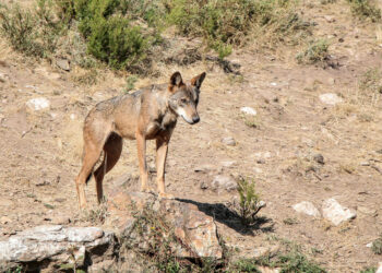 PACMA presentará queja formal contra la Fiscalía Superior de Asturias por amparar el uso de posibles informes falsos que justifican la matanza de lobos