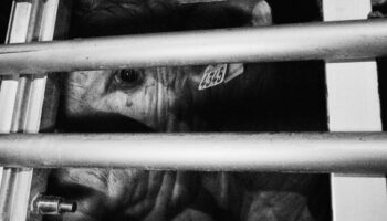 Activistas acuden frente a un matadero de Buñol (Valencia) para documentar la llegada de los animales 