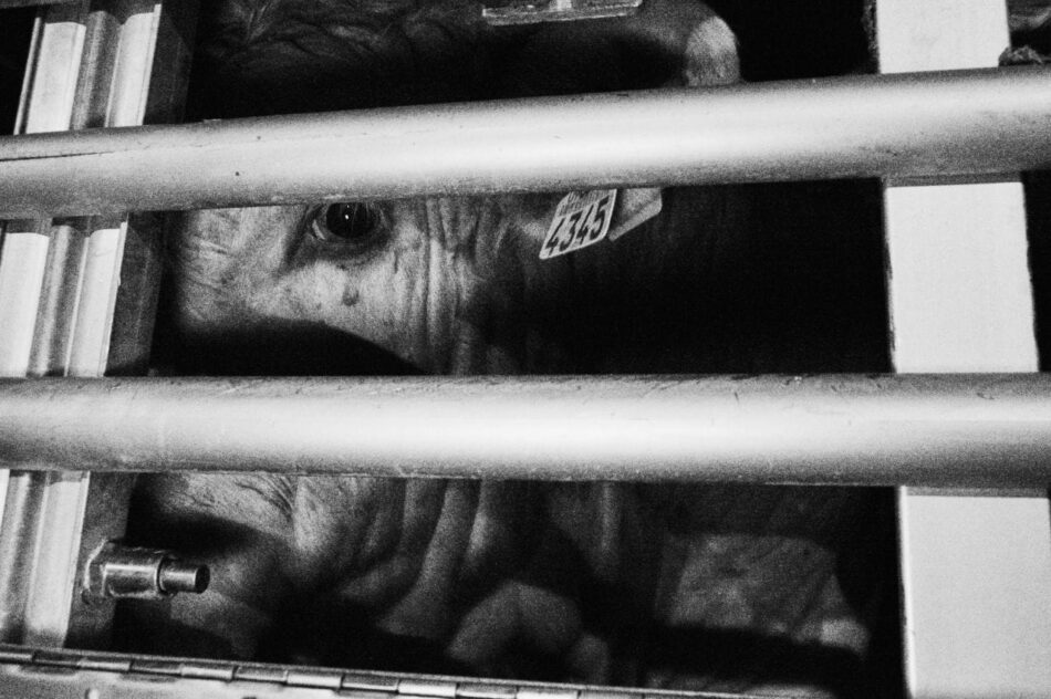 Activistas acuden frente a un matadero de Buñol (Valencia) documentan la llegada de los animales 