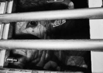 Activistas acuden frente a un matadero de Buñol para documentar la llegada de los animales