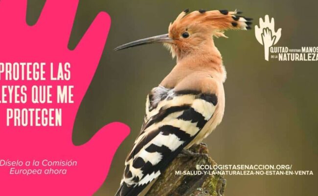 La presión de los ‘lobbies’ empresariales amenaza el futuro de las Directivas de Aves y Hábitats