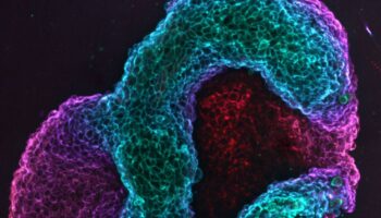 Crean tejidos vivos capaces de cambiar su figura de manera programada