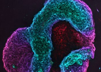 Crean tejidos vivos capaces de cambiar su figura de manera programada