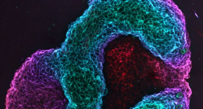 Crean tejidos vivos capaces de cambiar su figura de manera programada