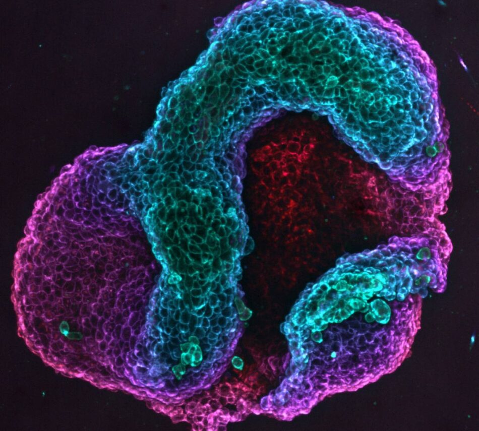 Crean tejidos vivos capaces de cambiar su figura de manera programada