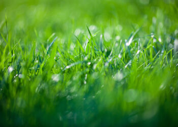 Cómo conseguir un césped saludable y libre de musgo con un escarificador