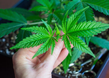 4 indicios de que se trata de la mejor flor de cáñamo a la venta