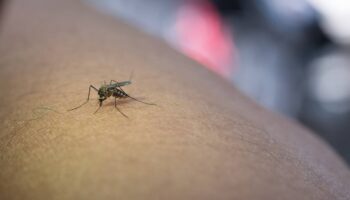 El fin de la excepcionalidad de Islandia: los mosquitos conquistan el último refugio del Ártico