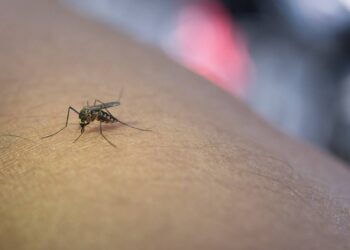 El fin de la excepcionalidad de Islandia: los mosquitos conquistan el último refugio del Ártico