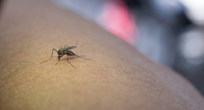 El fin de la excepcionalidad de Islandia: los mosquitos conquistan el último refugio del Ártico