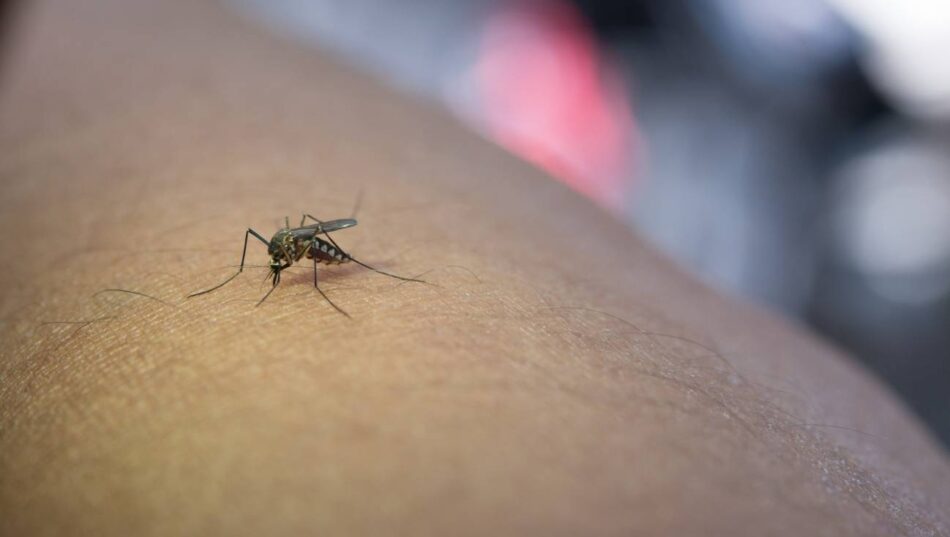 El fin de la excepcionalidad de Islandia: los mosquitos conquistan el último refugio del Ártico