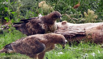 Empieza a criar una de las águilas de Bonelli liberadas en Aragón