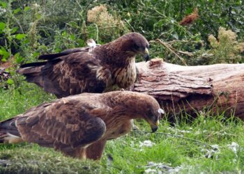 Empieza a criar una de las águilas de Bonelli liberadas en Aragón