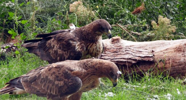 Empieza a criar una de las águilas de Bonelli liberadas en Aragón