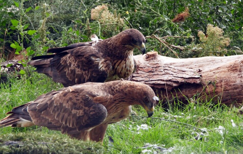 Empieza a criar una de las águilas de Bonelli liberadas en Aragón