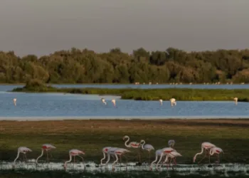 Más de un centenar de organizaciones se levantan con la naturaleza en el Día de la Tierra