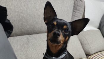 APAP TIERRA solicita a la Comandancia de la Guardia Civil de Albacete que deje de clasificar a los perros desaparecidos como «objetos»