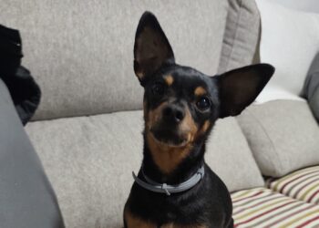 APAP TIERRA solicita a la Comandancia de la Guardia Civil de Albacete que deje de clasificar a los perros desaparecidos como «objetos»