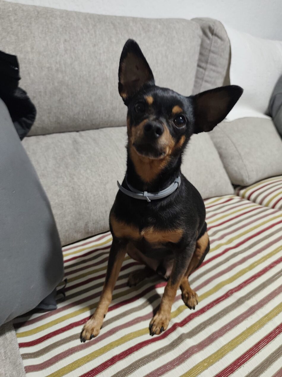APAP TIERRA solicita a la Comandancia de la Guardia Civil de Albacete que deje de clasificar a los perros desaparecidos como «objetos»