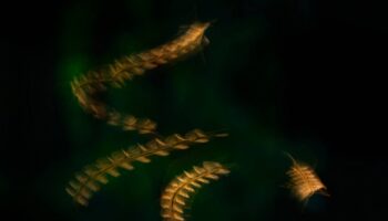 La malaria condicionó la expansión de los primeros humanos en África