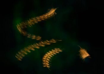 La malaria condicionó la expansión de los primeros humanos en África