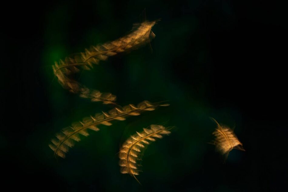 La malaria condicionó la expansión de los primeros humanos en África