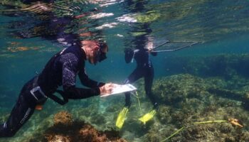 Los bosques marinos retroceden en España con pérdidas de hasta el 80%