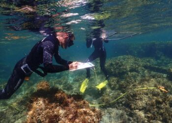 Los bosques marinos retroceden en España con pérdidas de hasta el 80%