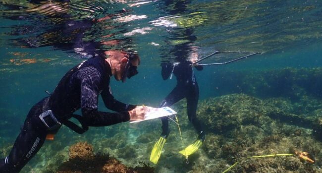 Los bosques marinos retroceden en España con pérdidas de hasta el 80%