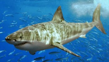 Los grandes peces oceánicos, en riesgo por el calentamiento de los mares