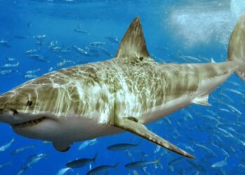 Los grandes peces oceánicos, en riesgo por el calentamiento de los mares