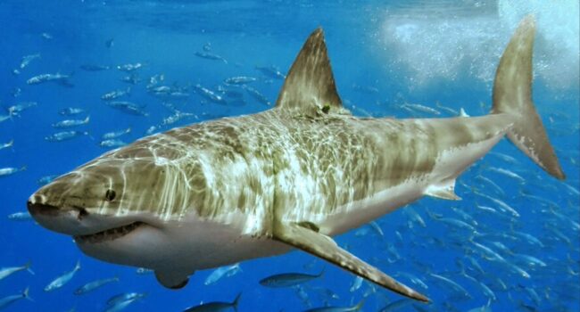 Los grandes peces oceánicos, en riesgo por el calentamiento de los mares