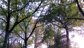 «¡No contamineis nuestro Camino!»