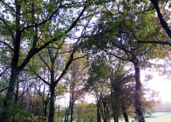 «¡No contamineis nuestro Camino!»