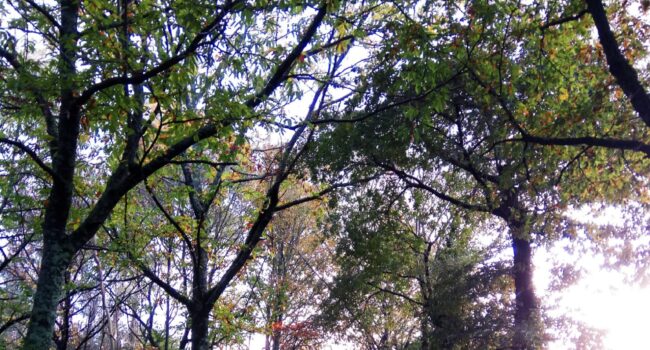 «¡No contamineis nuestro Camino!»