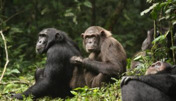 La división de un grupo de chimpancés provoca una ‘guerra civil’ entre antiguos aliados