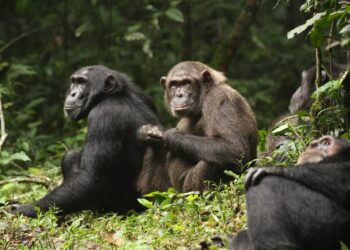 La división de un grupo de chimpancés provoca una ‘guerra civil’ entre antiguos aliados
