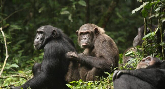 La división de un grupo de chimpancés provoca una ‘guerra civil’ entre antiguos aliados