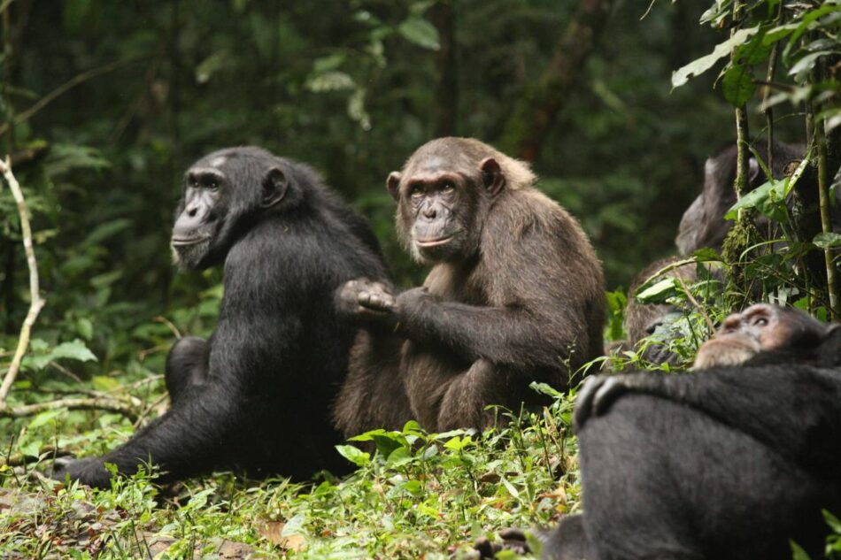 La división de un grupo de chimpancés provoca una ‘guerra civil’ entre antiguos aliados