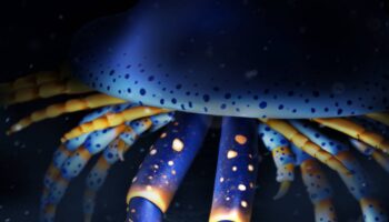 Un artrópodo marino de hace 500 millones de años es el ancestro de arañas y cangrejos