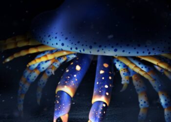 Un artrópodo marino de hace 500 millones de años es el ancestro de arañas y cangrejos