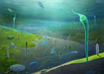 Unos fósiles en China retrasan el origen de los animales complejos 4 millones de años