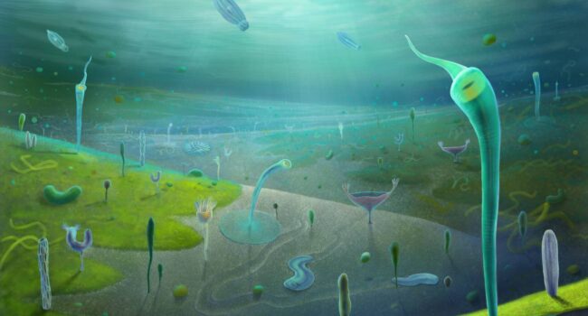 Unos fósiles en China retrasan el origen de los animales complejos 4 millones de años